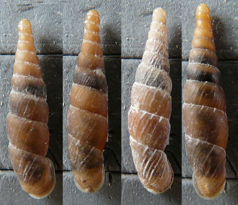 Charpentieria stenzii